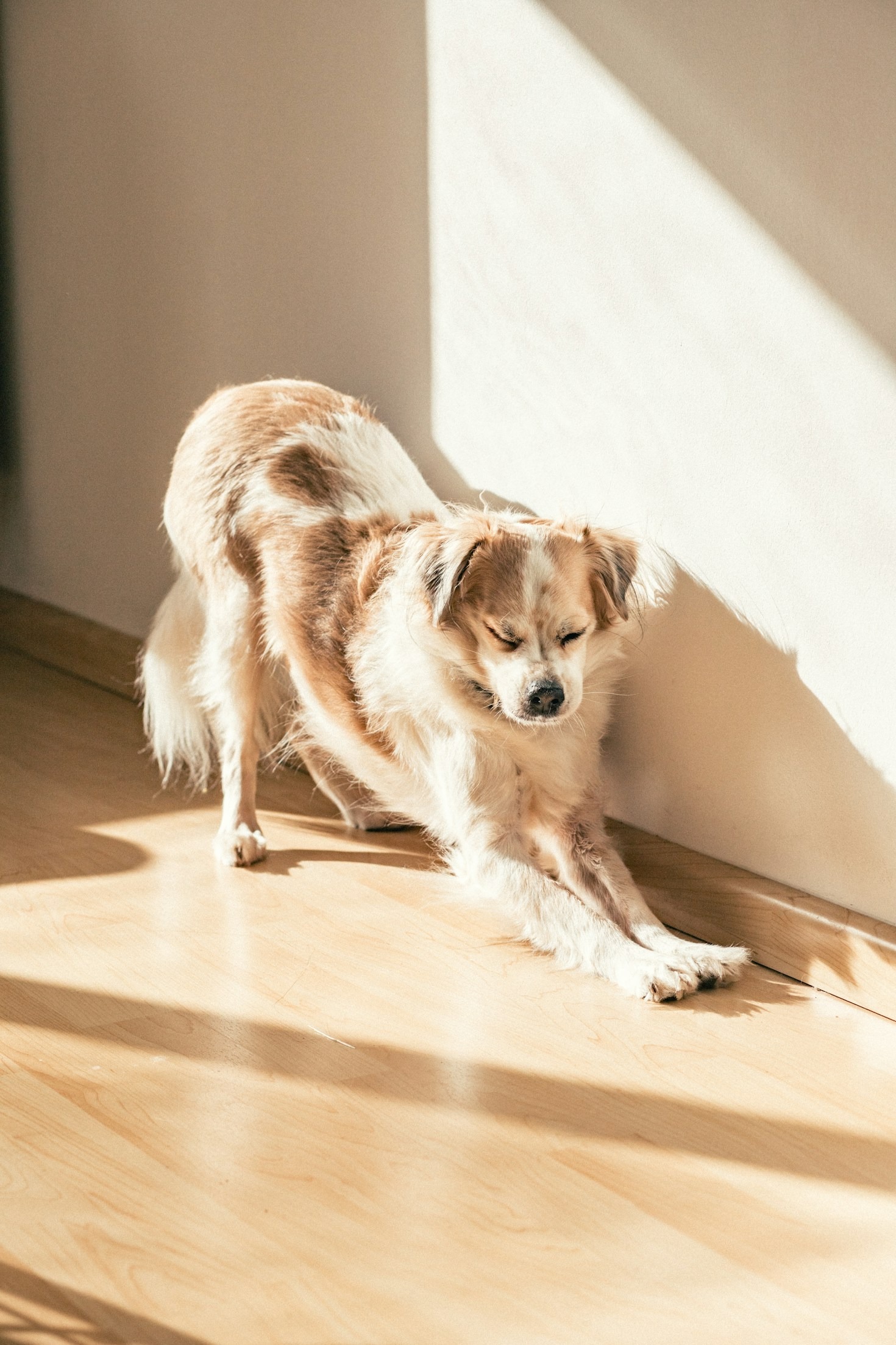 A Importância do Treinamento Positivo na Vida do Seu Cão